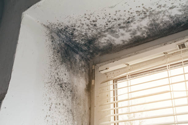 Affordable Basement Mold Removal solutions in Whippany, NJ