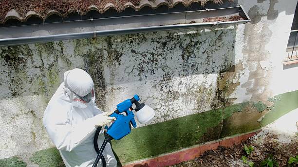 Top rated local Basement Mold Removal specialists in Whippany, NJ
